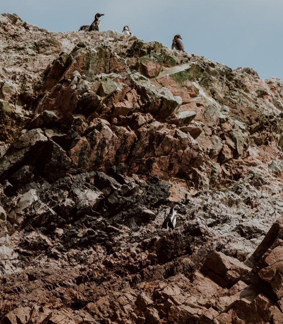 Islas Ballestas Penguins
