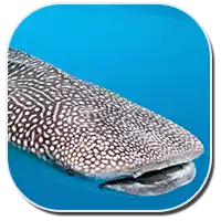 Whale Shark